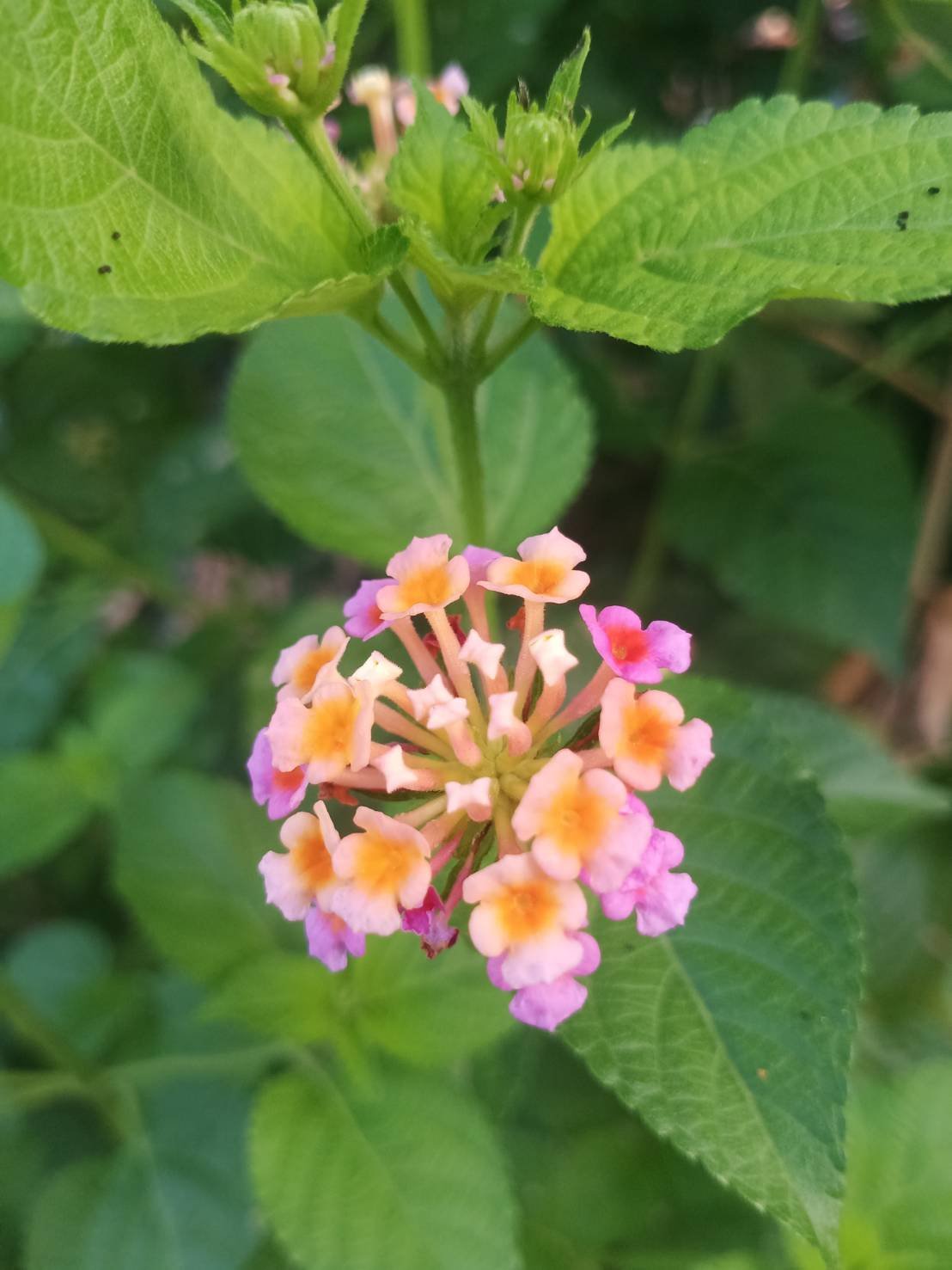 กล้าผักเชียงดา